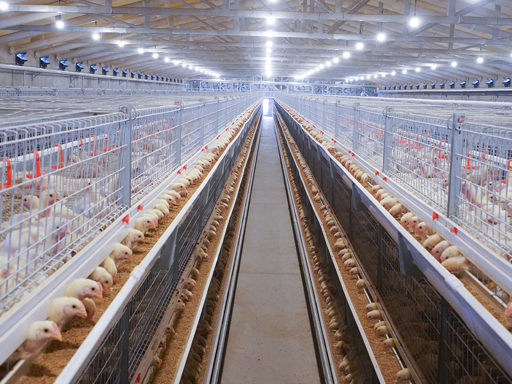 自动化养鸡设备助力农业产业升级