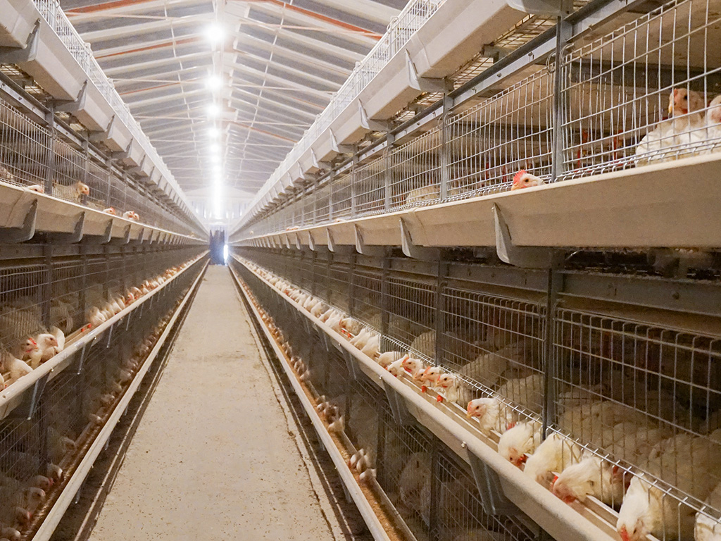 全自动化养鸡设备引领农业现代化