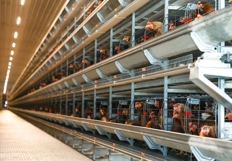 高温来袭,赶紧去看看你家的鸡咋样了!